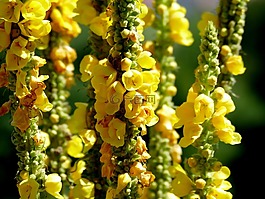 鮮花,黃色,黃色的花朵