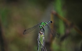 蜻蜓,自然,飛