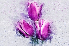 鮮花,郁金香,自然