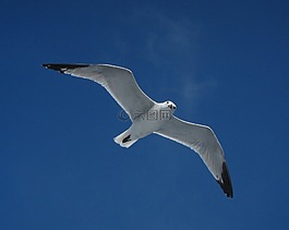海鷗,鳥,ave