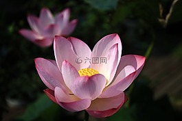 荷花,艷麗,池塘