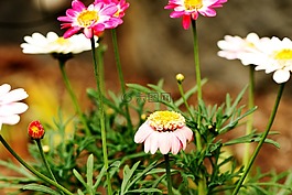 鲜花,花园,夏天