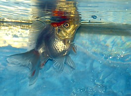 ryukin,金魚,魚
