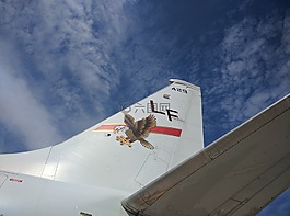 飛機,鷹,飛