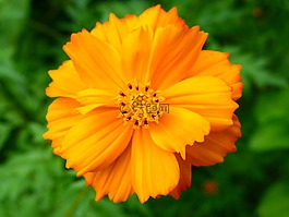 野花,花,橙色