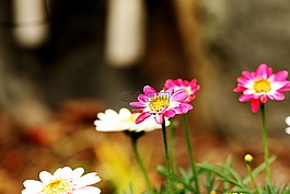 鮮花,花園,夏天