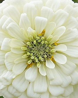 白,花,花的