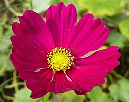 花,花的,開花