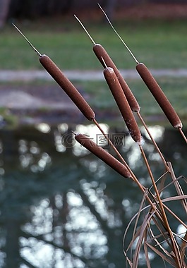 里德,水生植物,沼澤植物