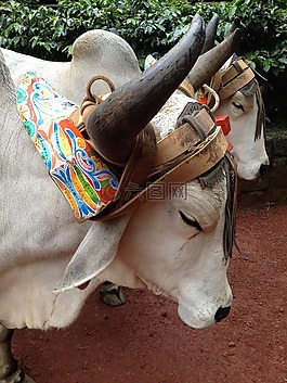 水牛,動物,購物車