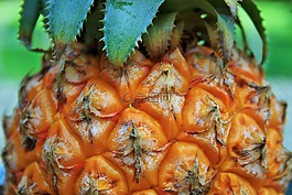 菠蘿,水果,熱帶