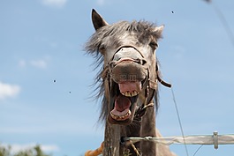 動物,馬,馬頭