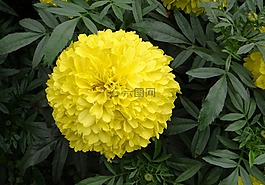 万寿菊,花,黄色