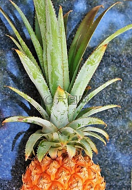 水果,菠蘿,皮膚