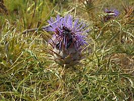 薊,野生植物,野生花卉