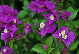 鮮花,紫,紫色花