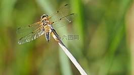 昆蟲,蜻蜓,宏