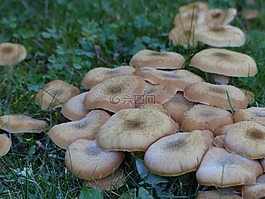 野生,蘑菇,群集