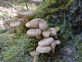 野生,蘑菇,群集