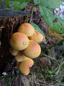 蘑菇,森林,秋季