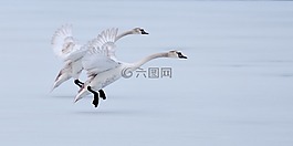 鵝,飛行,冰