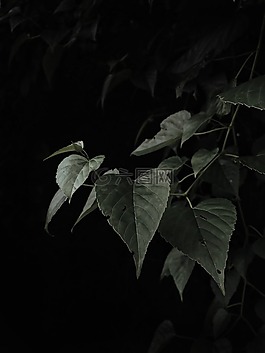 葉子,綠色,植物