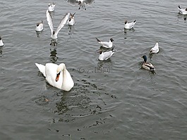 天鵝,湖,proroga