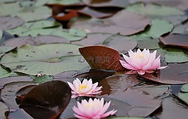 睡莲,水,水百合