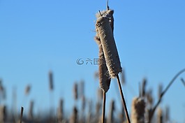 香蒲,芦苇,自然
