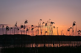 日落,湖,自然