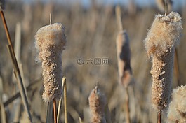 香蒲,芦苇,植物