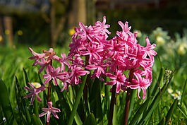 風(fēng)信子,鮮花,藍(lán)色