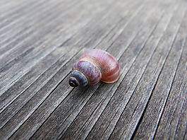 海螺,详细,风化木