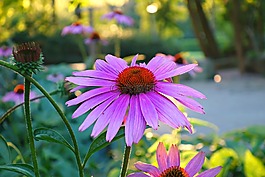 锥花,紫锥花,花