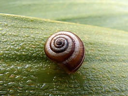 蝸牛,葉,水分