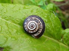 蝸牛,葉,甜菜