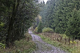 森林,森林路徑,樹木