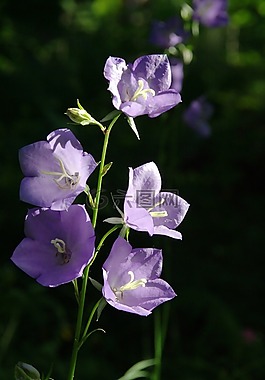 桔梗,花,開花