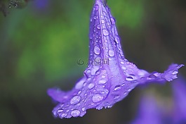 水滴,花,丁香