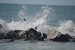 海灘,沖浪,鳥