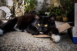 gato,猫,felino