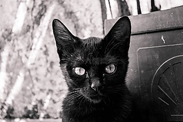 gato,猫,felino