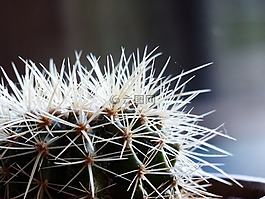仙人掌,特寫,峰值