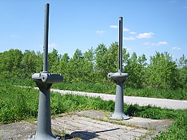 孵化,性質(zhì),森林