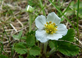 开花,花,野草莓