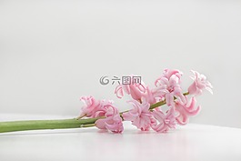 粉紅色,花,盛開