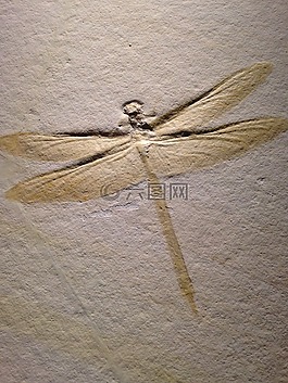 蜻蜓,巖石雕刻,昆蟲(chóng)