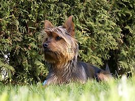 小獵犬,狗,小
