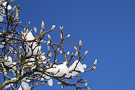 性质,分支,圆顶的天空