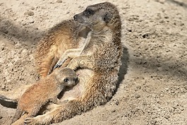 獴,嬰兒,哺乳